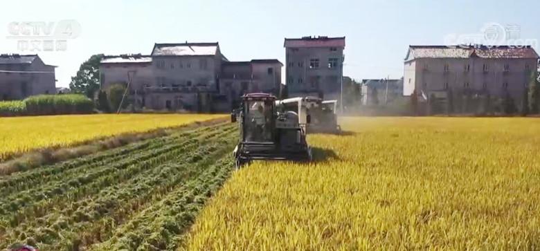 全国秋粮已收获12.58亿亩 进度完成96.3%