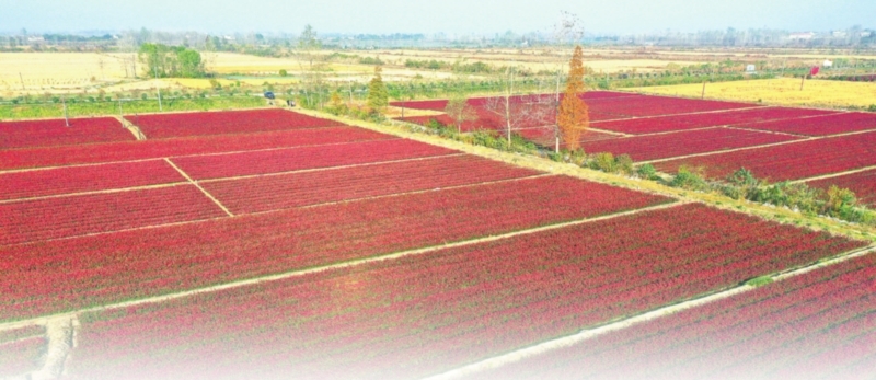 三产融合，苗木花卉绽放新生机