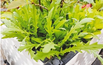 自家阳台变菜园，都市居民成“菜迷”——小阳台种出百亿大市场