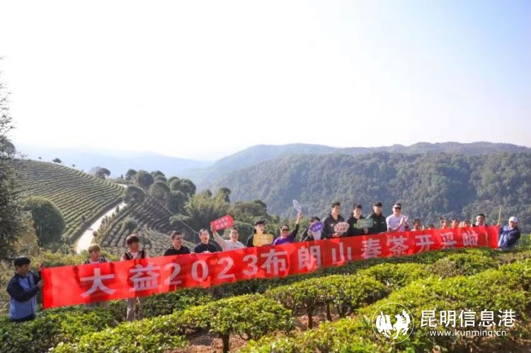 感受早春第一缕茶香 大益2023春茶抢“鲜”开采