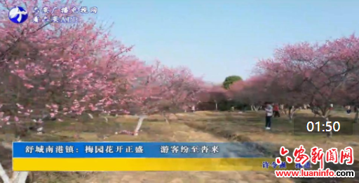 舒城南港镇：梅园花开正盛 游客纷至沓来