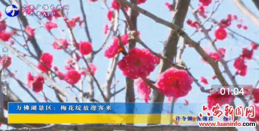 万佛湖景区：梅花绽放迎客来