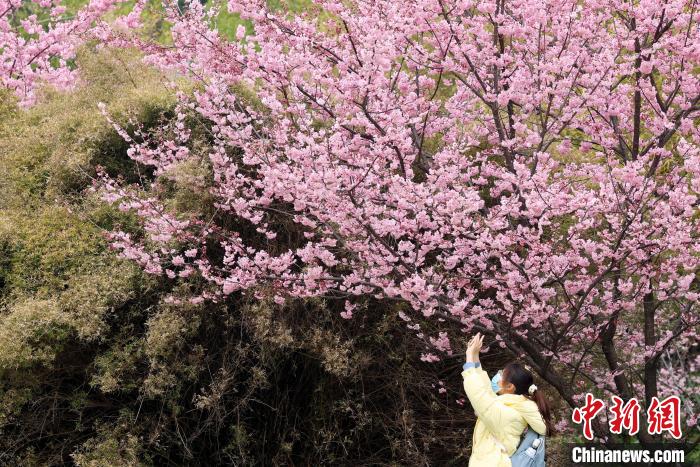 花期预报显示：今年武大樱花初花期偏早