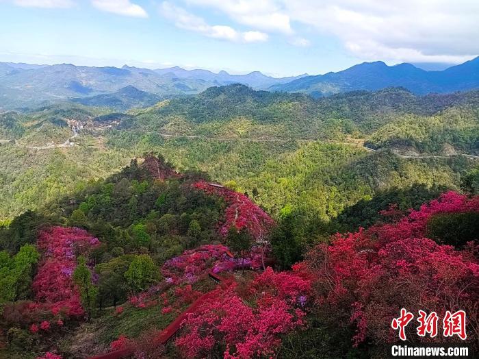 万壑草木深，千山杜鹃红。　徐进群 摄