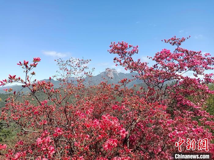 安徽大别山：万壑草木深千山杜鹃红