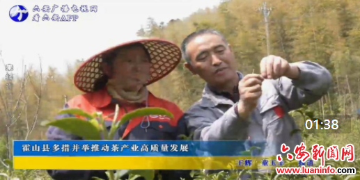 霍山县多措并举推动茶产业高质量发展