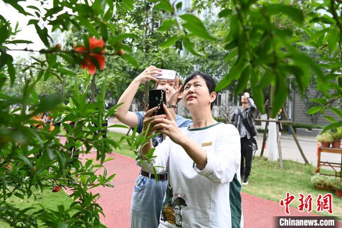 彭素萍喜欢闽南师范大学校园内的一草一木。　张金川 摄