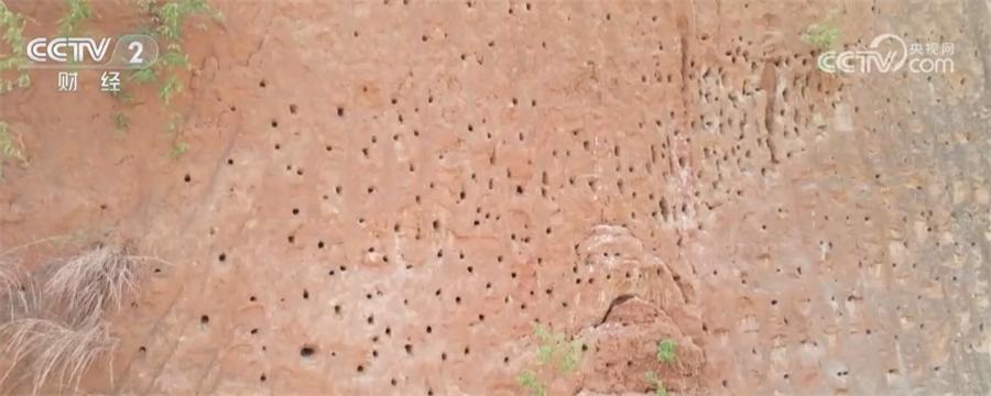 近千只栗喉蜂虎飞抵怒江河谷 筑巢“安家”景象壮观