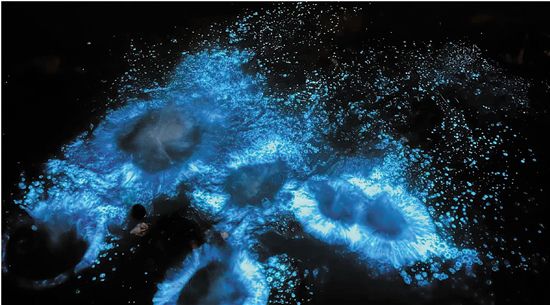 浙江沿海网友围观“蓝眼泪” 专家：实为一种赤潮