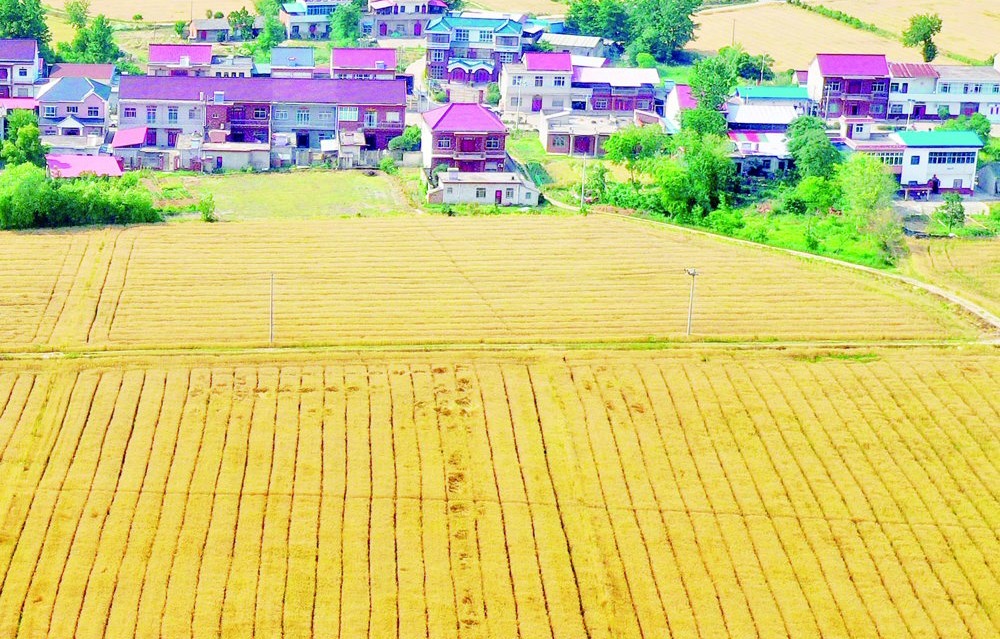 金黄麦浪 丰收在望