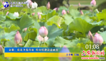 金寨：荷花含苞待放 绘出恬静诗意画卷