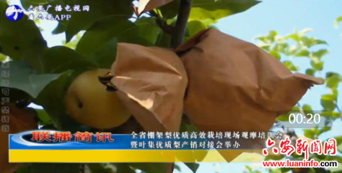 全省棚架梨优质高效栽培现场观摩培训会 暨叶集优质梨产销对接会举办