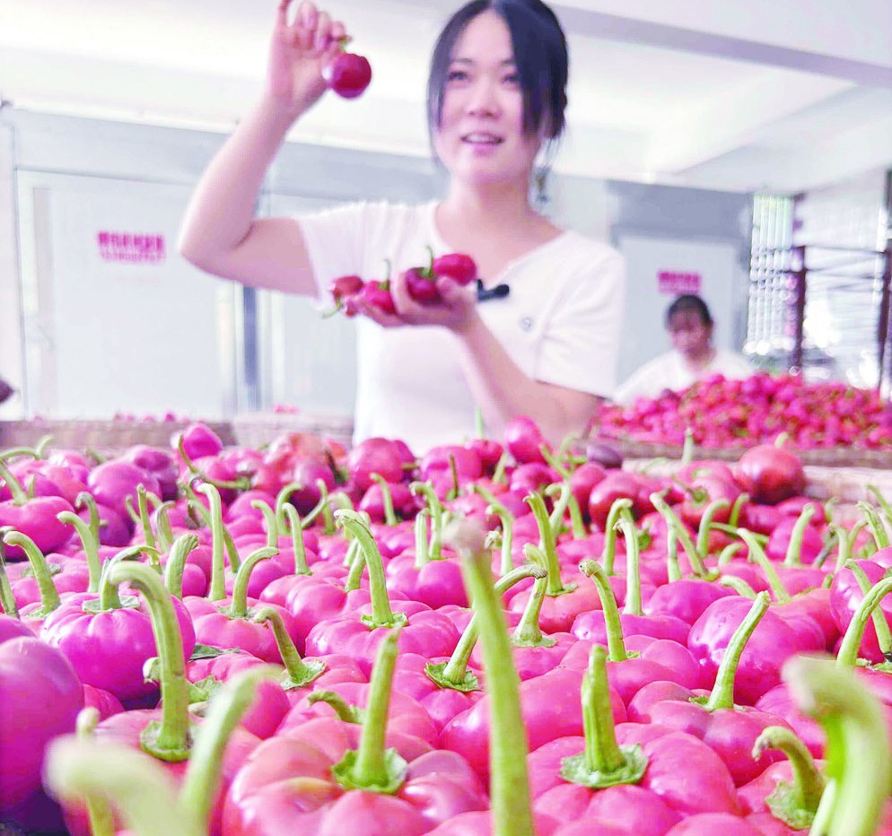 【发现·六安】“漫宿”,飘出浓浓“乡土味” 