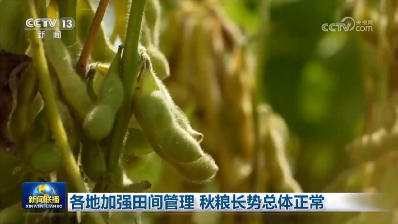 各地加强田间管理 秋粮长势总体正常