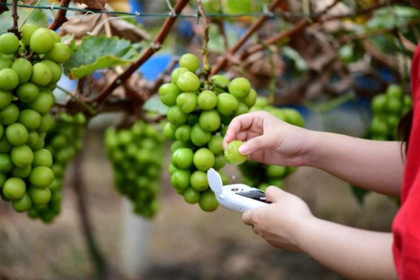 “阳光玫瑰”不安全 是真的吗？