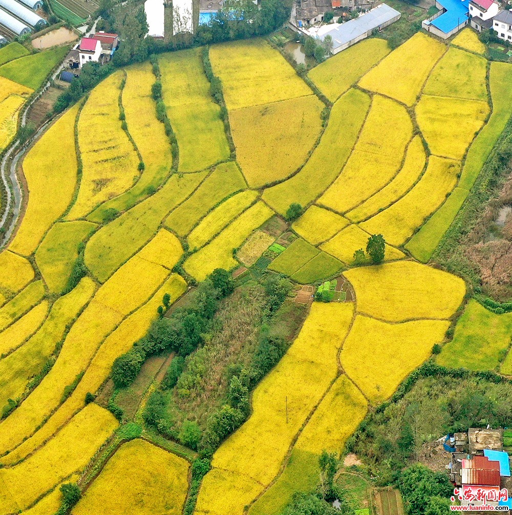金秋好“丰”景