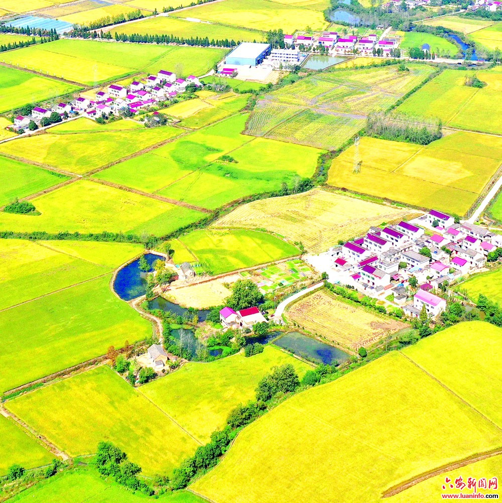 大地铺金 稻浪飘香