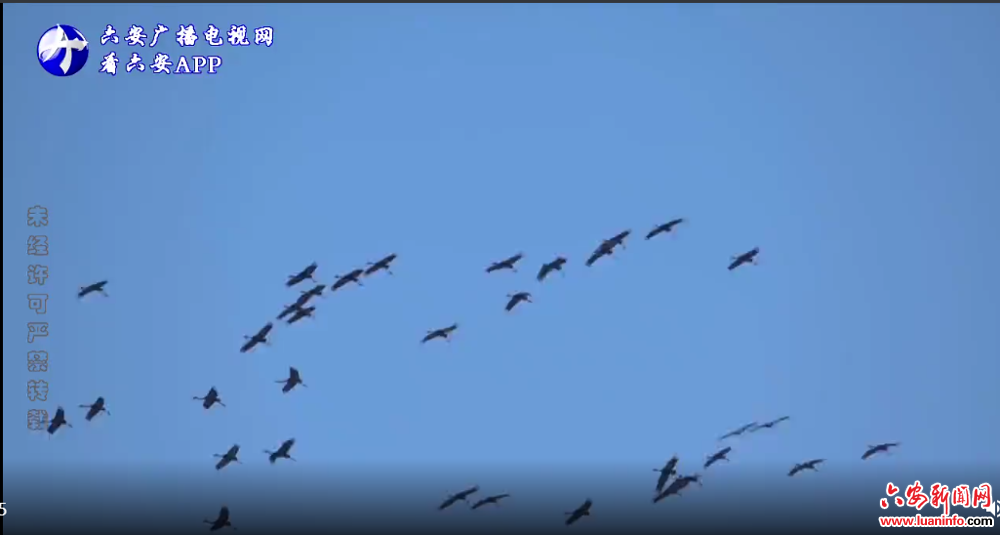 霍山东淠河湿地迎来今冬首批南迁候鸟---白枕鹤