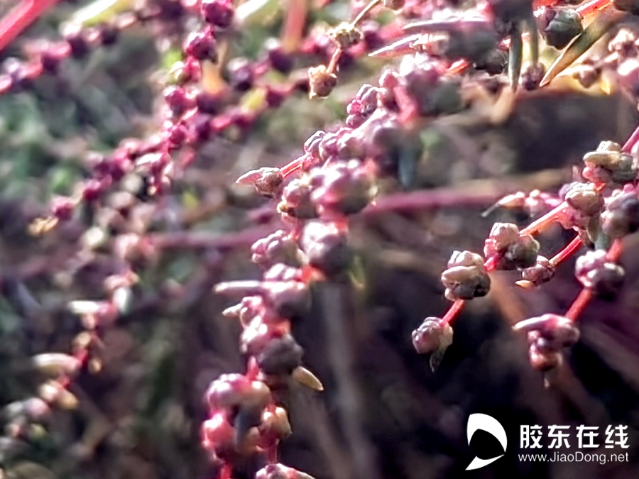 威海科研人物赵明波1_副本