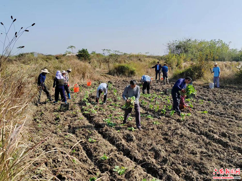裕安区顺河镇广庙村多举措扎实开展秋种工作