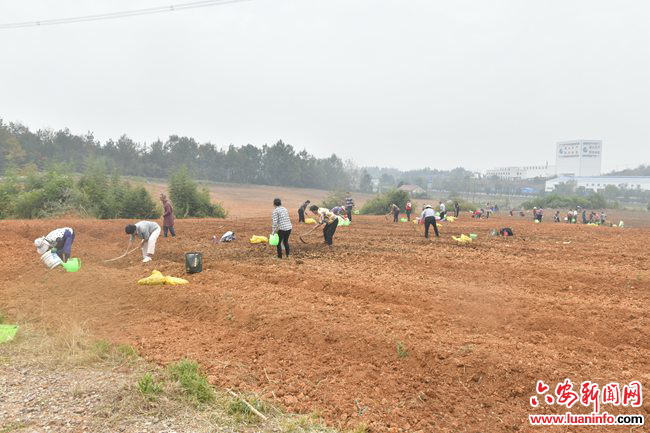 安徽六安霍山县漫水河镇安家河、李家河村：发展百合，致富百姓