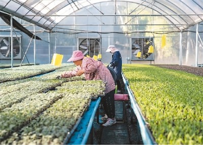 国家种业阵型企业发展势头良好