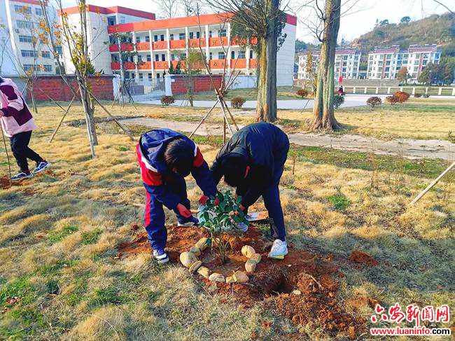 第46个植树节|安徽霍山上土市中学：师生共筑绿色梦想，植树点燃环保热情