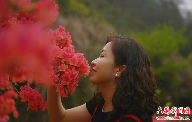 霍山漫水河镇：生态园里杜鹃艳 花开似火靓乡村