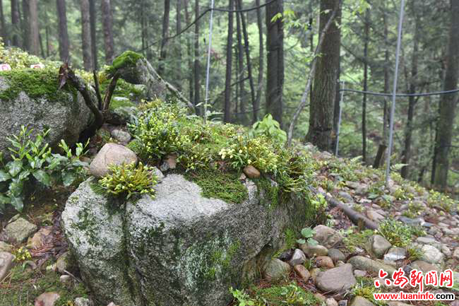 安徽潜山霍山两地企业家：走出去、练内功、促发展
