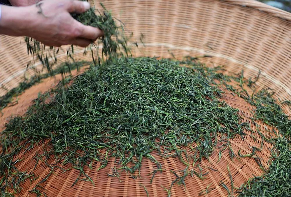 10东石笋炒茶大赛,茶农在烘制野茶。郑金强 摄.jpg 图片