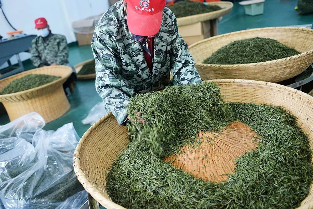 8东石笋茶农正在烘制野茶 郑金强 摄.jpg 图片