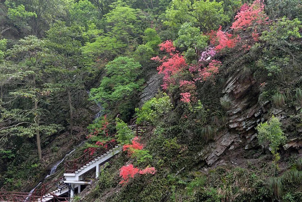 3东石笋山花烂漫 溪水潺潺 郑金强 摄.jpg 图片