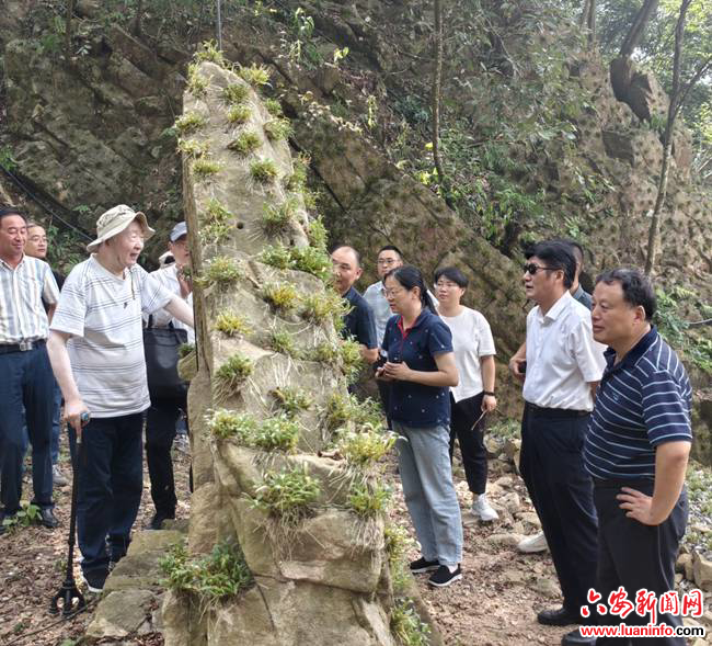 王德群教授考察霍山石斛野生种源基地建设