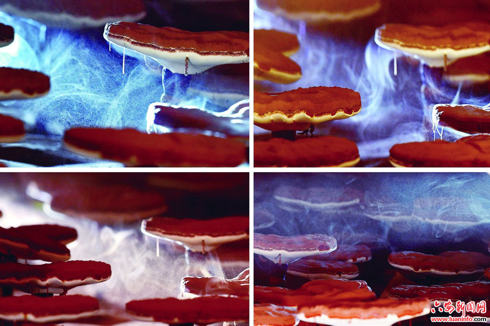 灵芝喷粉奇妙瞬间