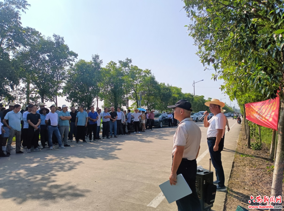 金安区2024年水稻新品种展示和示范观摩会