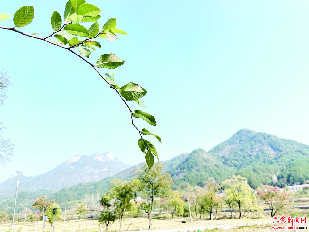 　《青瓦之上》:从大别山到淮河的诗意漫游