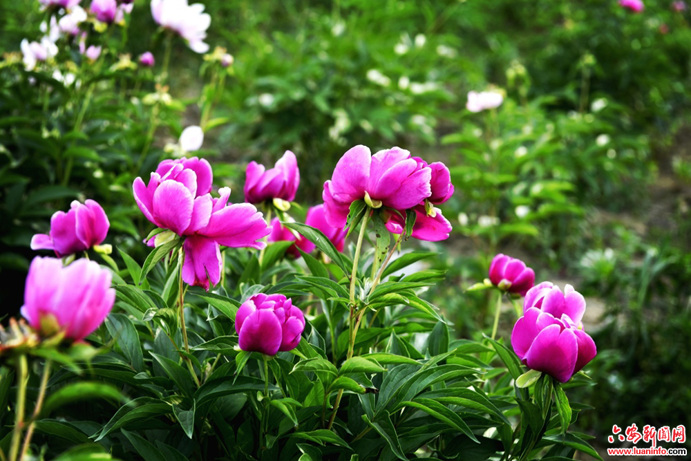 2ee90e18a3704e4f9621653487084d48.jpg 2ee90e18a3704e4f9621653487084d48.jpg