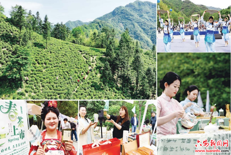 深山茶香漫“云端”