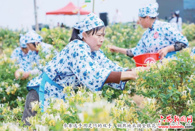 一朵花的“经济密码”