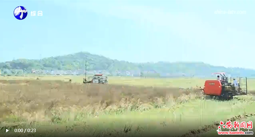  舒城县积极推广油菜机械分段收割技术