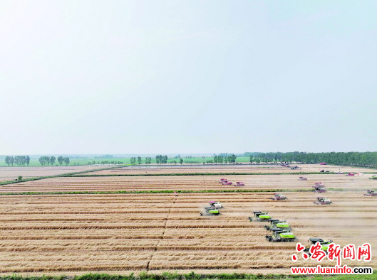 麦收比武　颗粒归仓