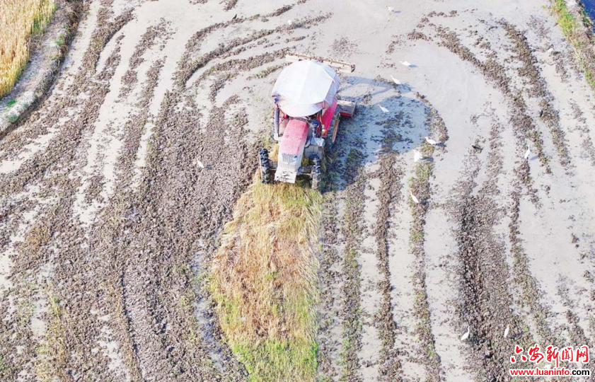 白鹭翩跹伴夏耕