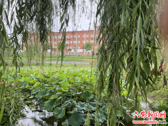 实验田里育“好苗”