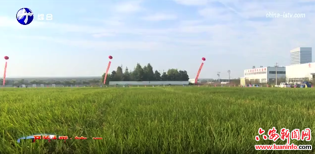 第七届安徽省水稻新品种展示观摩暨产业发展大会与会人员到舒城县观摩