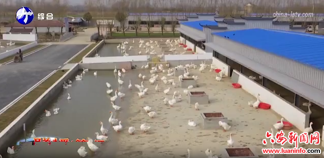 裕安区赋能皖西白鹅产业跃升