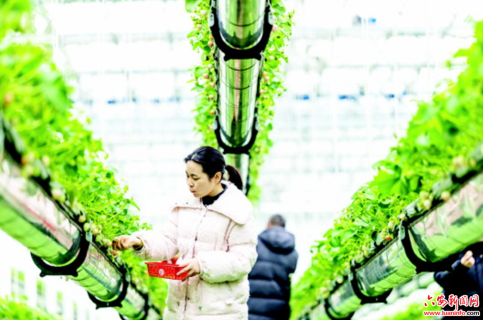 草莓“升空”效益落地