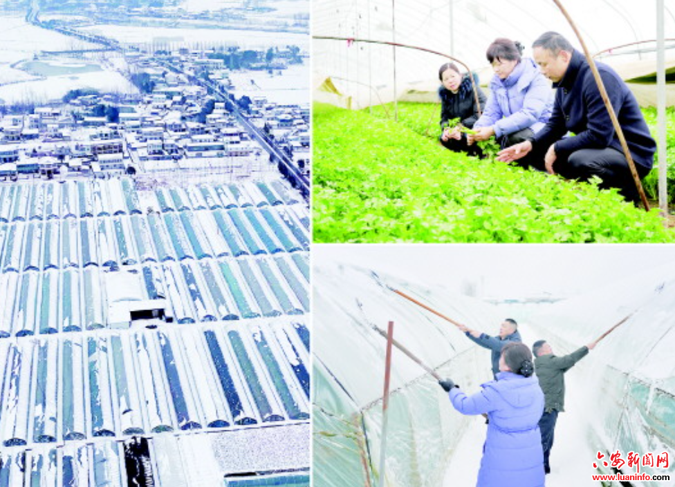 雪中送技护“菜篮”