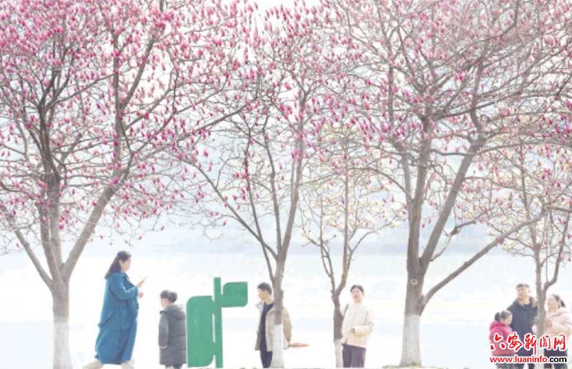 月亮岛花事正浓