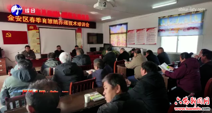 金安区开展皖西白鹅春季育雏养殖技术培训