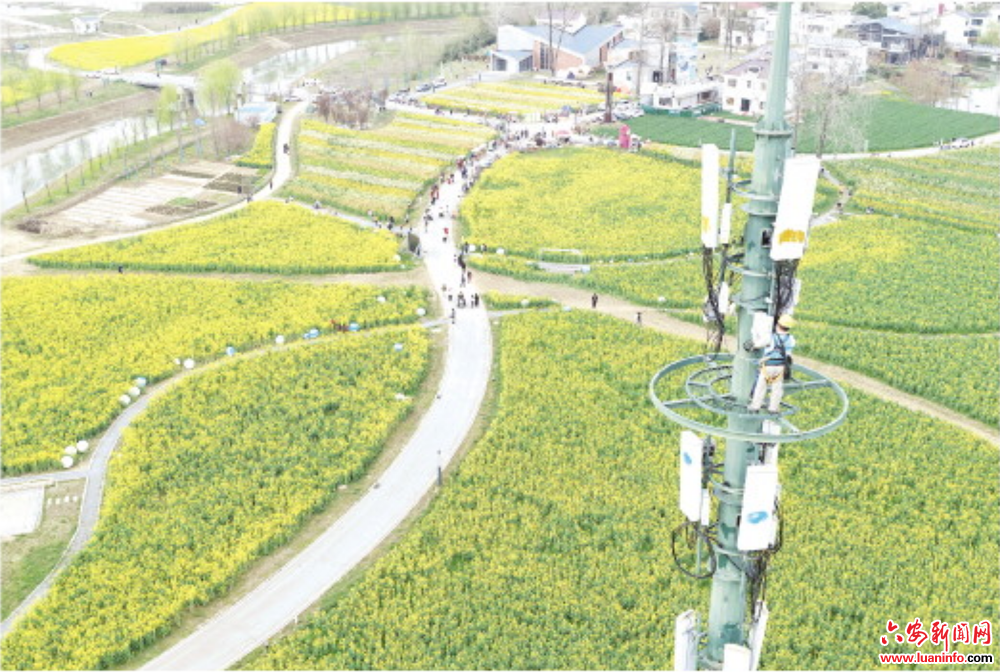 5G信号满格  花海“云端”绽放